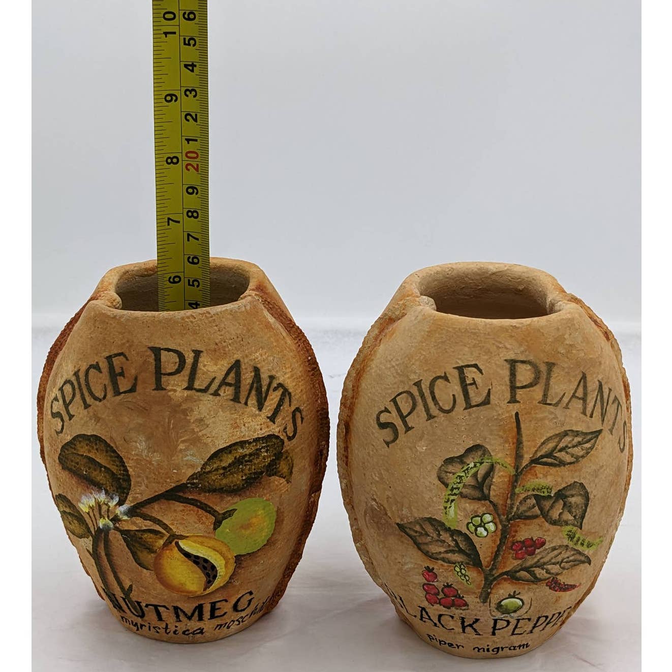 Spice Plants Jars Pair Nutmeg Myristica Moschata Black Pepper Piper Philippines